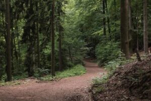 India Future Forest Carbon Storage Potential