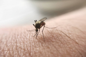WHO Approves First Malaria Drug for Newborns