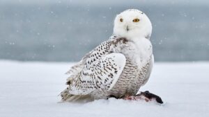 Snowy Owl global conservation status under the UN Convention