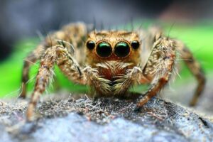 Two new species of jumping spiders discovered