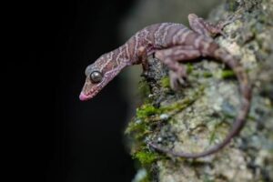 New species of gecko Cyrtodactylus raimonaensis discovered in Assam