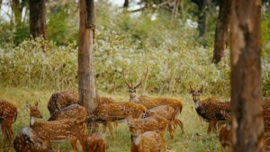 Barasingha Wildlife Sanctuary
