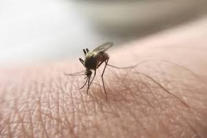 World first malaria drug for children approved by WHO