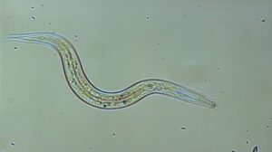 New species of marine nematode discovered