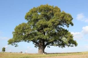 oak tree