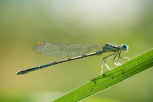 Three new dragonfly species discovered