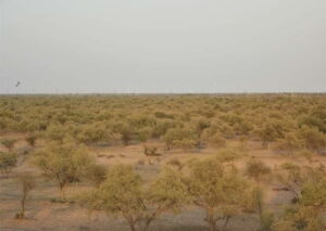 traditional sacred groves