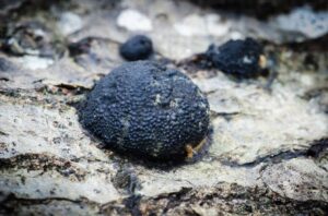 Tar Balls Management Draft Rules 2026