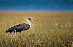Woolly-Necked Stork