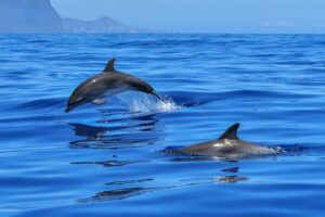 Dolphin Friends Network