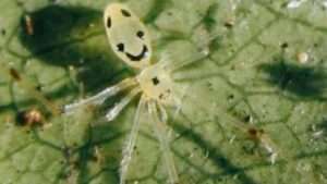 Discovery of the Happy-Face Spider