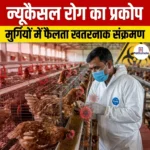 न्यूकैसल रोग का प्रकोप