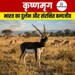 कृष्णमृग