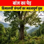 बांज का पेड़