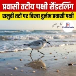 प्रवासी तटीय पक्षी सैंडरलिंग