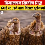 हिमालयन ग्रिफॉन गिद्ध