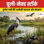 वूली-नेक्ड स्टॉर्क