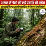 असम में गेको की नई प्रजाति सायरटोडैक्टिलस रायमोनाएनसिस की खोज