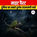 नाइट पैरट