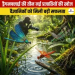 ड्रैगनफ्लाई की तीन नई प्रजातियों की खोज