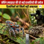 जंपिंग स्पाइडर की दो नई प्रजातियों की खोज