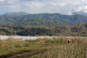 Kuno National Park