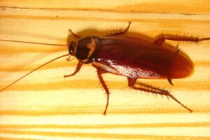 191 species of cockroaches in India