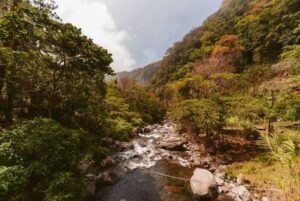 Global Forest Targets Report 2026