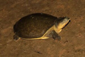 India First Satellite-Tagged Ganges Soft-Shell Turtle