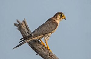 Rare Red-Necked Falcon