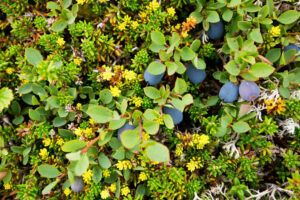 Rediscovery of the endangered wild blueberry species Vaccinium piliferum