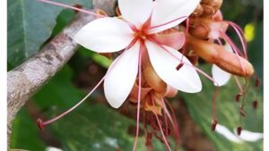 Rare tree species Humboldtia nairiana discovered