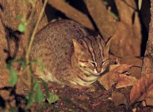 Rusty-spotted cat