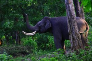 Binsar Wildlife Sanctuary