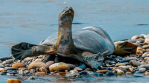 Satellite-tagged Ganges soft-shell turtle