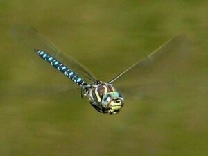 rare dragonfly zynacantha khasiaca