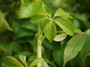 New species of Cyphostemma discovered