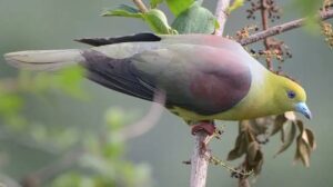 Timor Green Pigeon