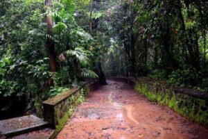 Pilot programme for rejuvenation of sacred groves in Kerala