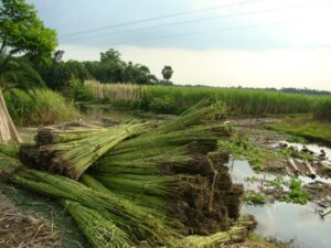 Jute Crop Information System