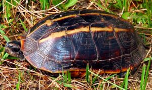 Himalayan Tricarinate Hill Turtle