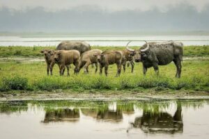 D. Ering Memorial Wildlife Sanctuary