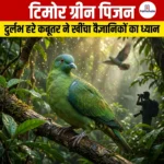 टिमोर ग्रीन पिजन
