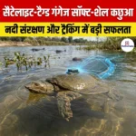 सैटेलाइट-टैग्ड गंगेज सॉफ्ट-शेल कछुआ