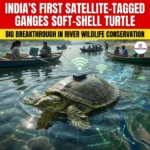 India First Satellite-Tagged Ganges Soft-Shell Turtle