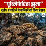 यूब्लिफेरिस झुमा