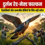 दुर्लभ रेड-नेक्ड फाल्कन