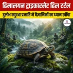 हिमालयन ट्राइकारिनेट हिल टर्टल