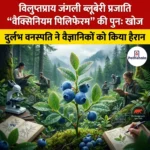 विलुप्तप्राय जंगली ब्लूबेरी प्रजाति वैक्सिनियम पिलिफेरम की पुन खोज