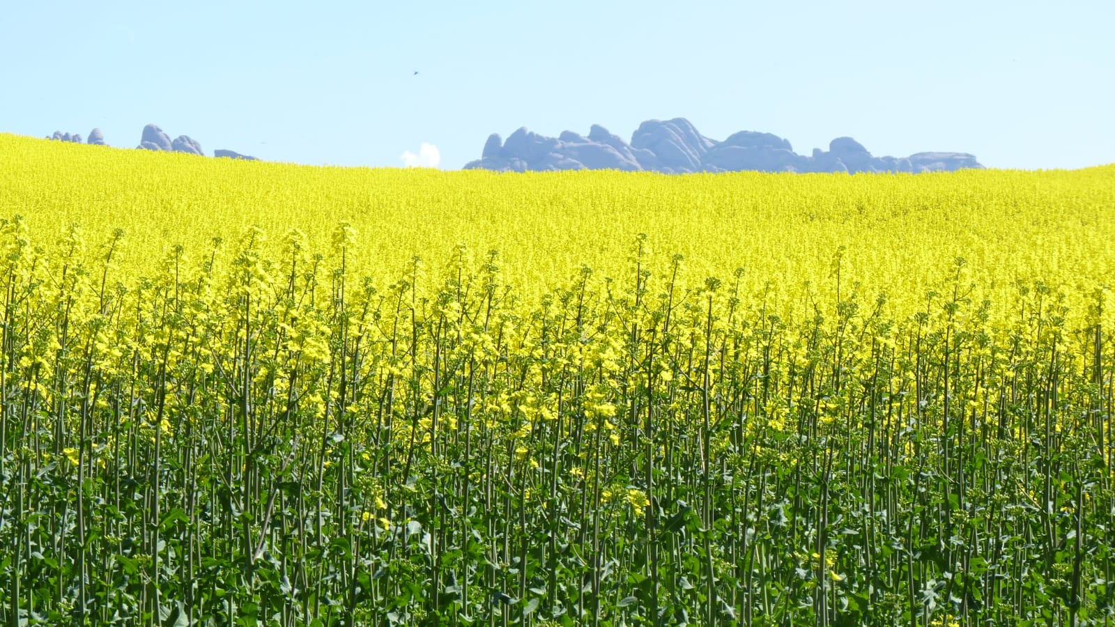 Oilseeds Kisaan Mitra